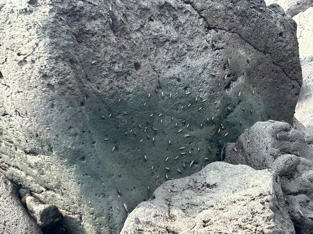 Goto Geology Exhibition