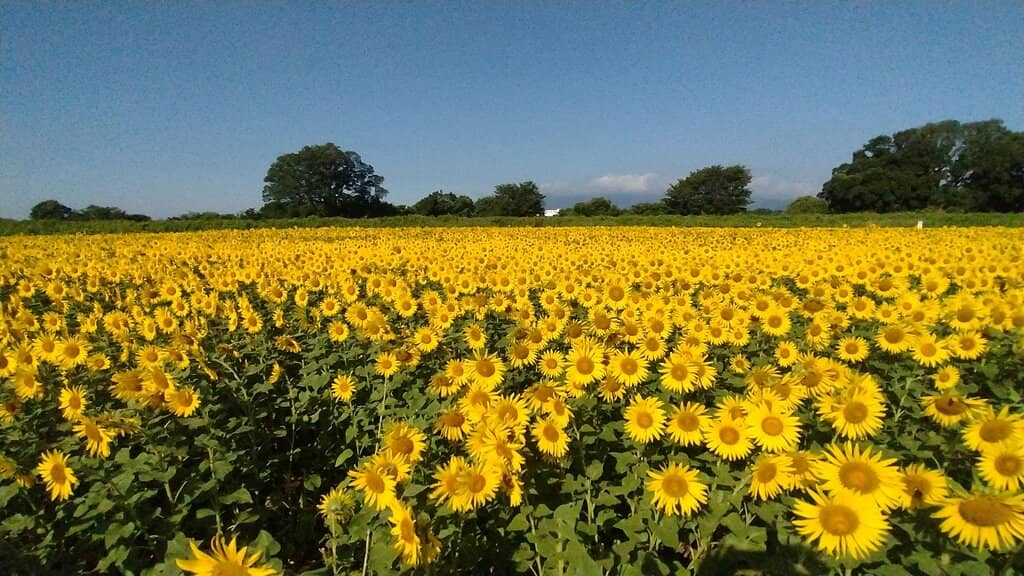 Countryside Vibes & Rice Fields
