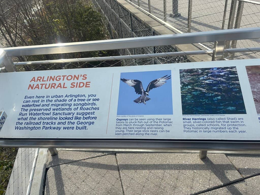 Okame Cherry Blossoms