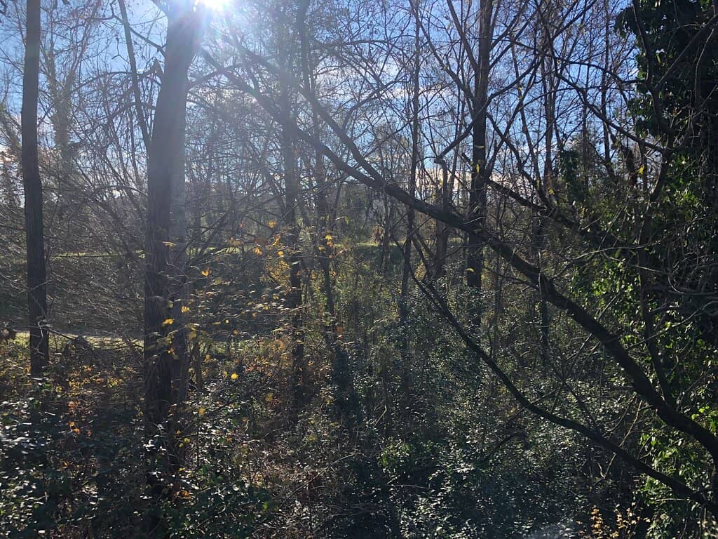 Dog-Friendly Greenery