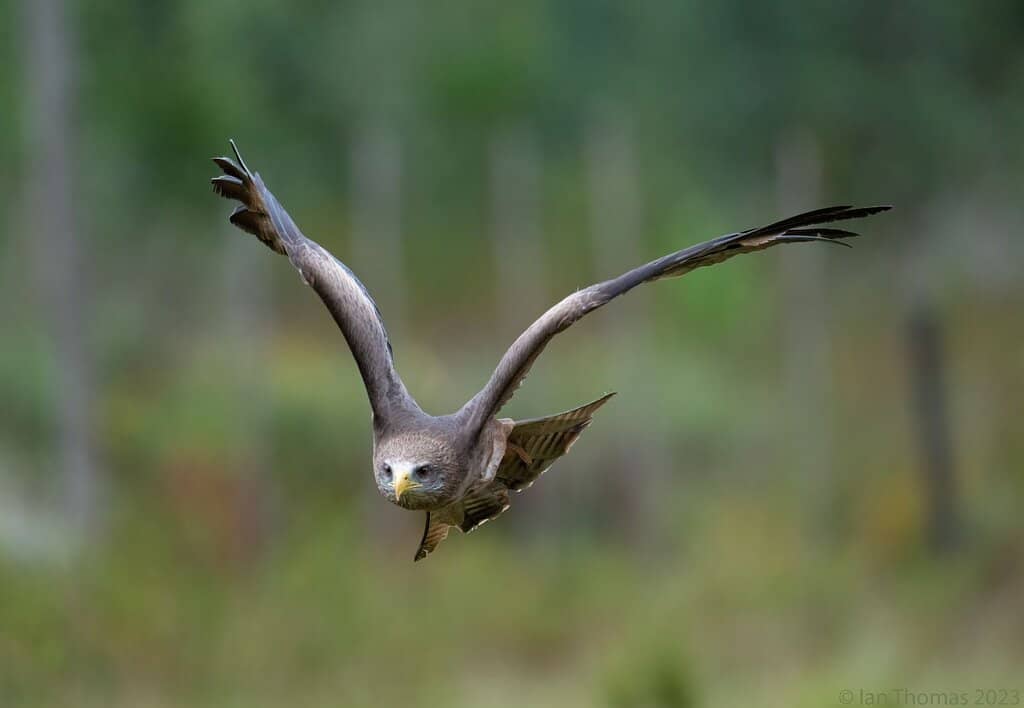 Knowledgeable Guides