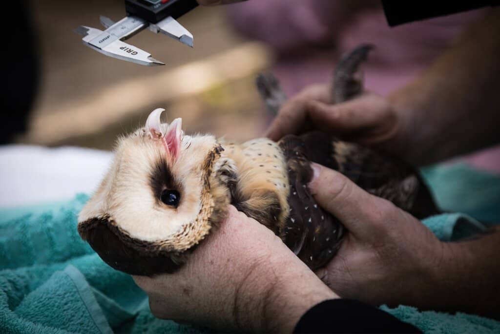 Live Flight Demonstrations