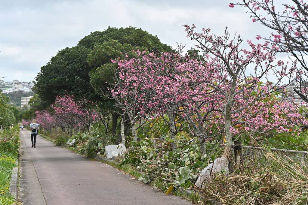 Migratory Bird Watching