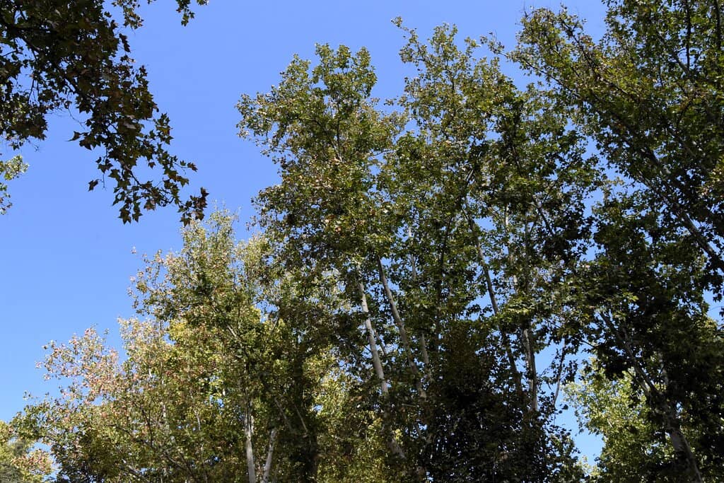 Mountain Biking Trails