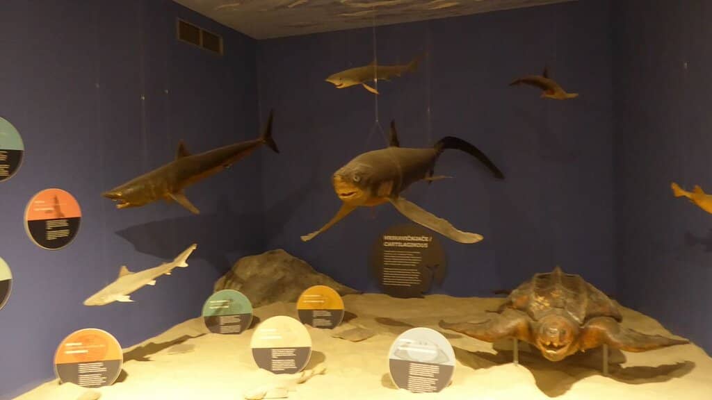 Antun Drobac's Collection