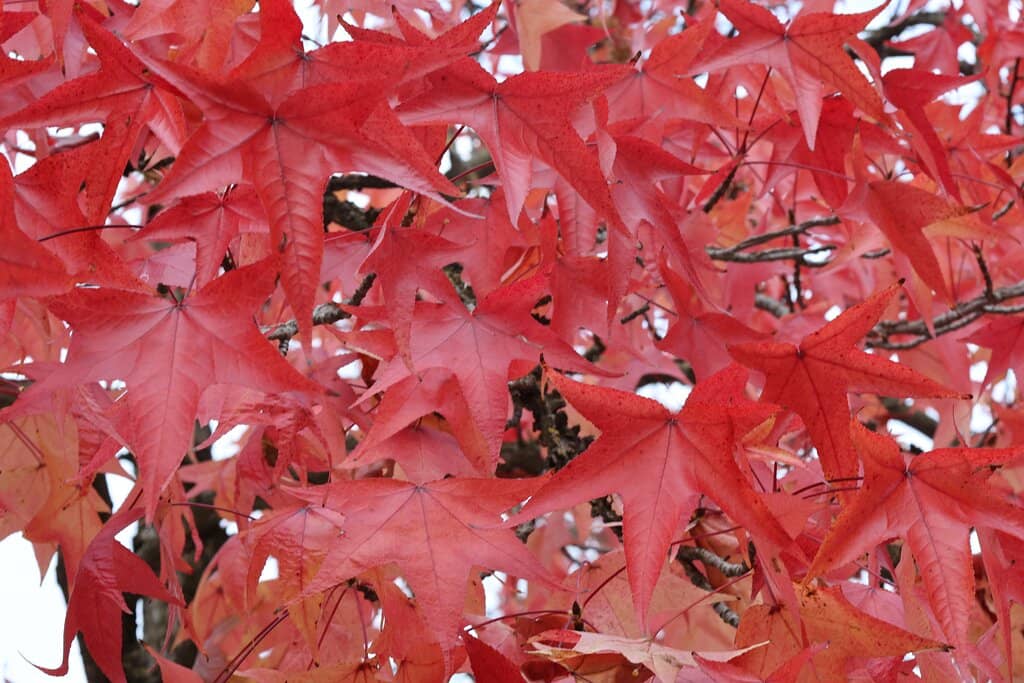 The Caldarium and Frigidarium