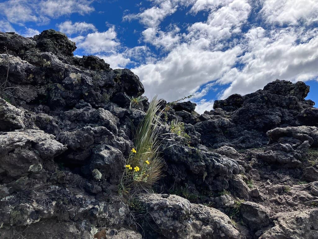 Lava Fields