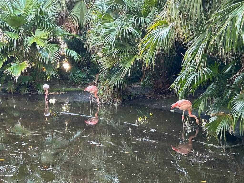 Flamingo Flock