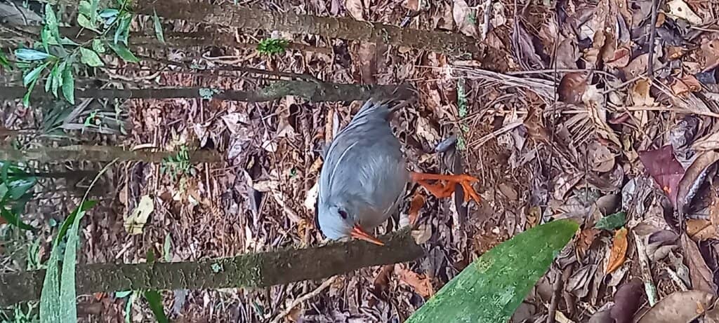 Kagu Bird Spotting