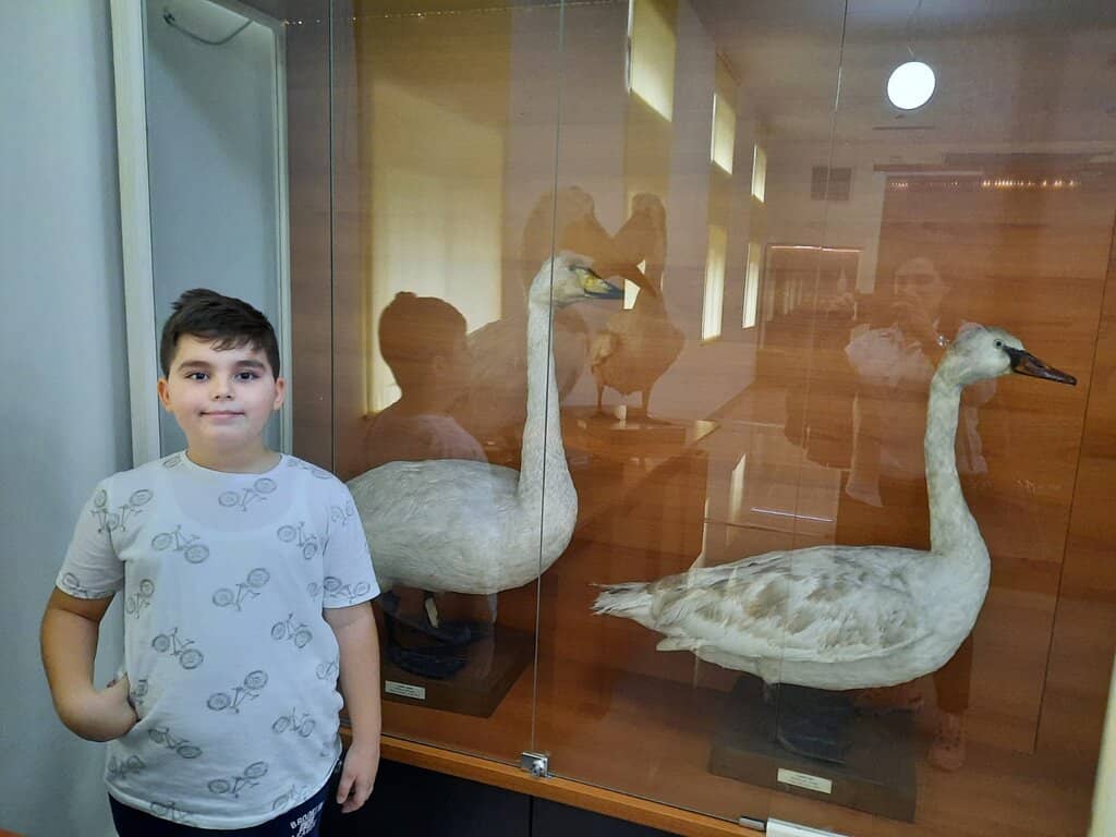 Stuffed Pelicans & Marine Life