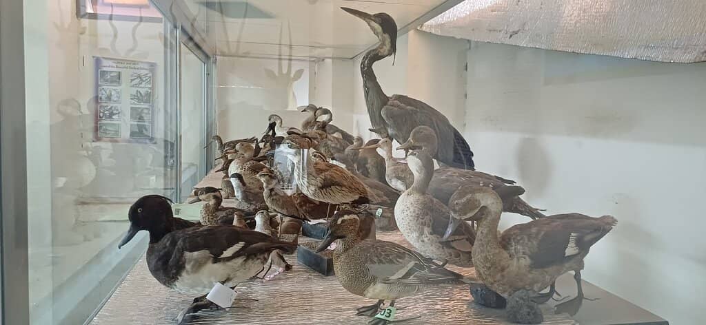 Reptile, Bird & Butterfly Sections