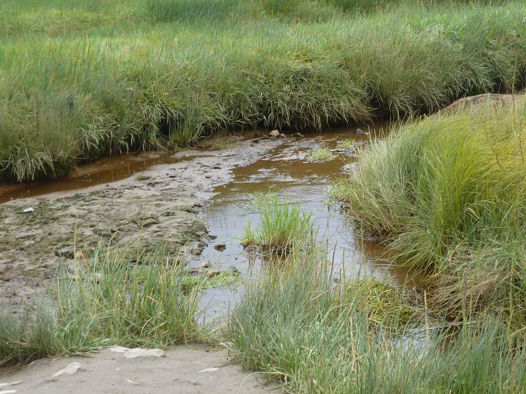 Low Tide Shoreline Exploration
