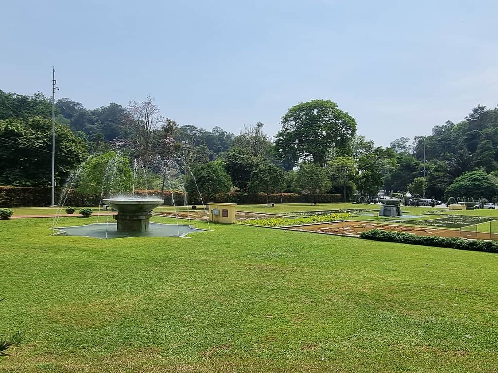 Lily Ponds
