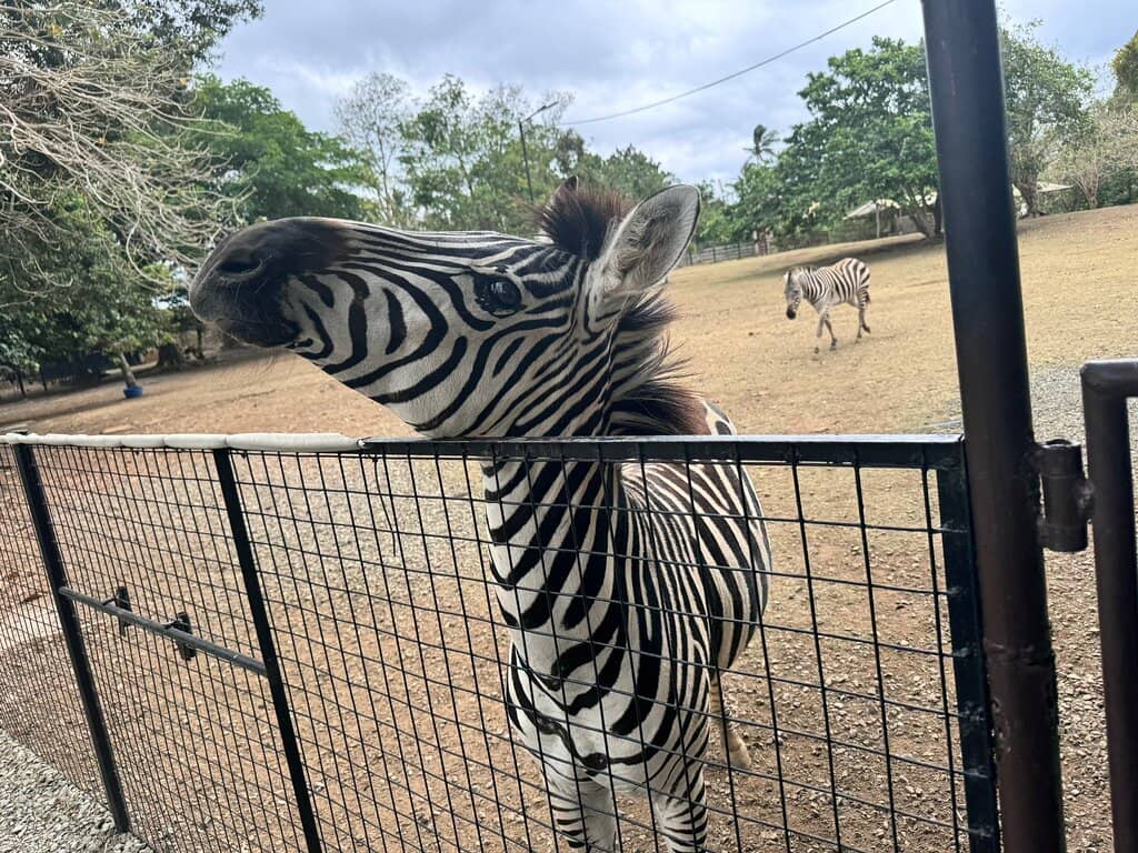 The Museum of Old Relics