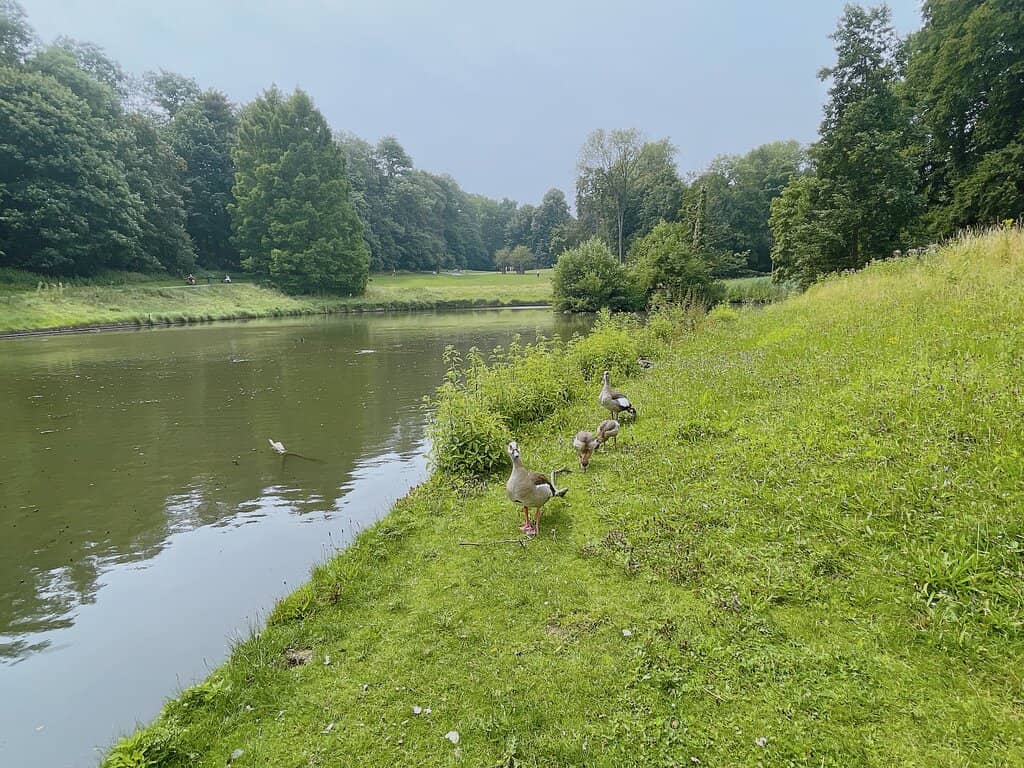 Mature Tree Canopies
