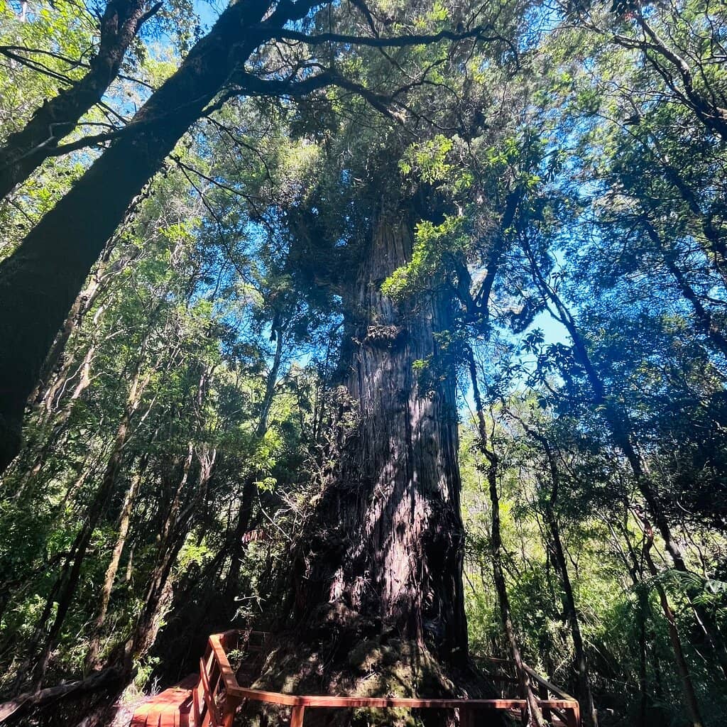 Millenary Alerce Forest