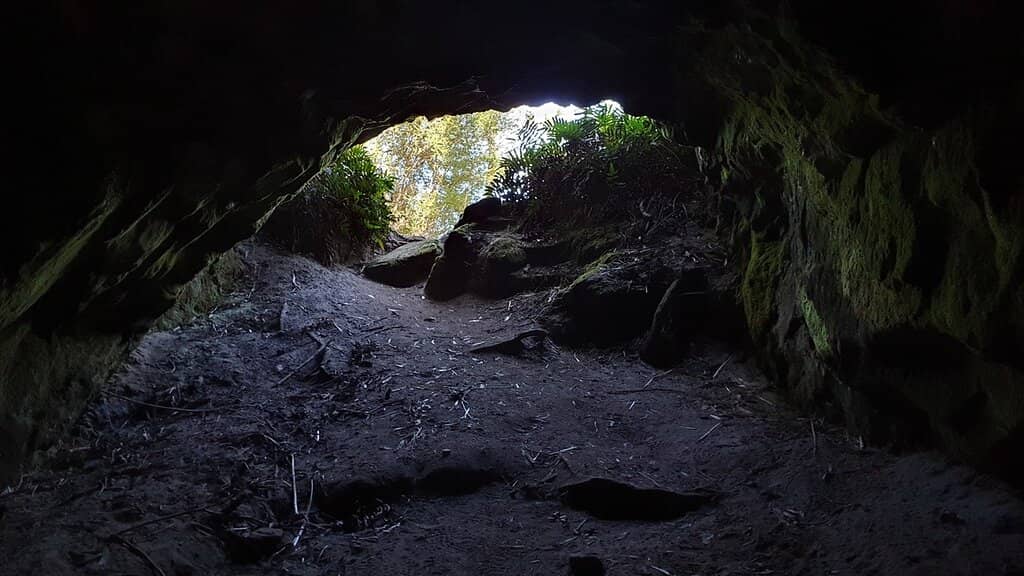 Orchid-Dotted Heathlands