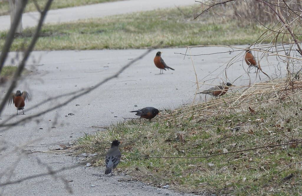 Purple Trail Birdhouses
