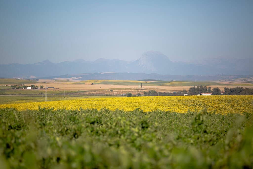Historic Bodega Bertemati