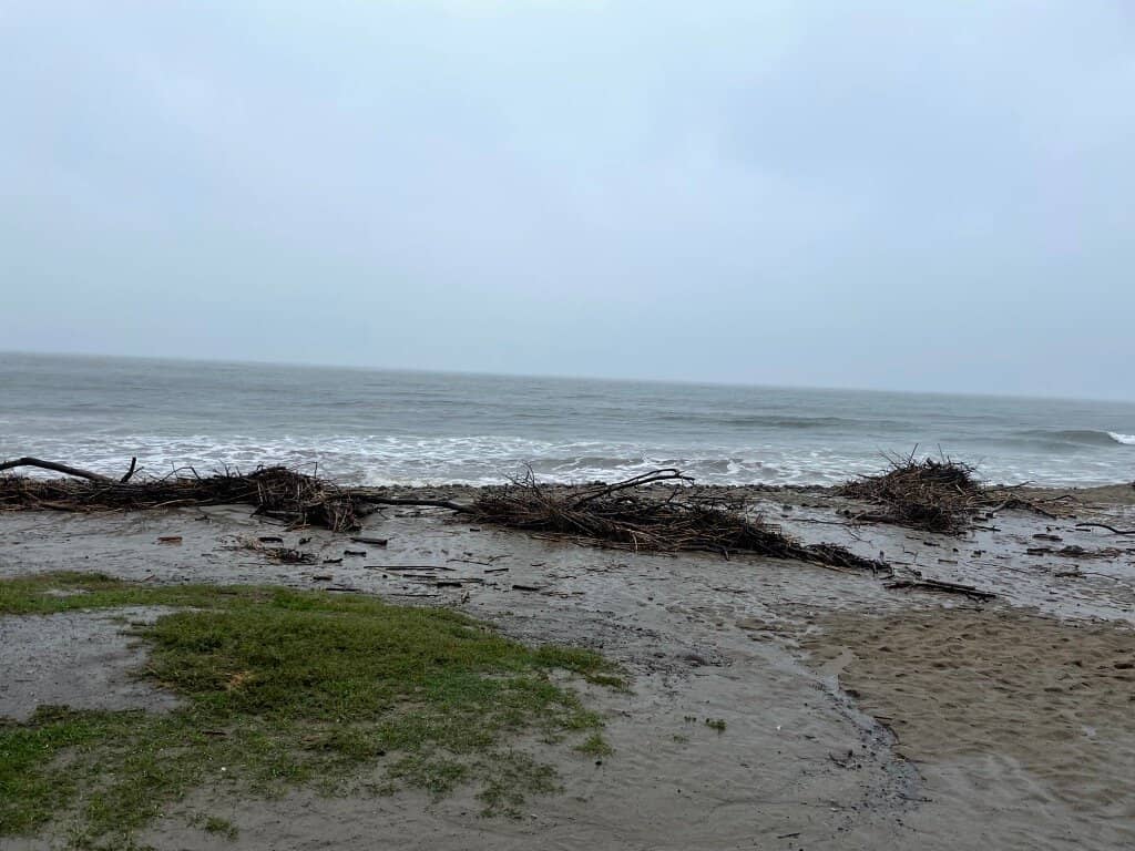 Sea Lion Sightings