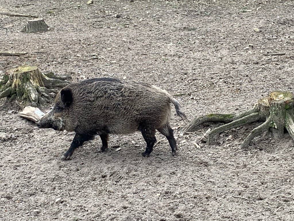 Exotic Animal Collection