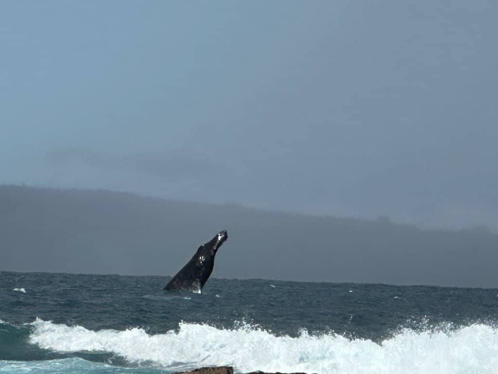 Protected Swimming Lagoons