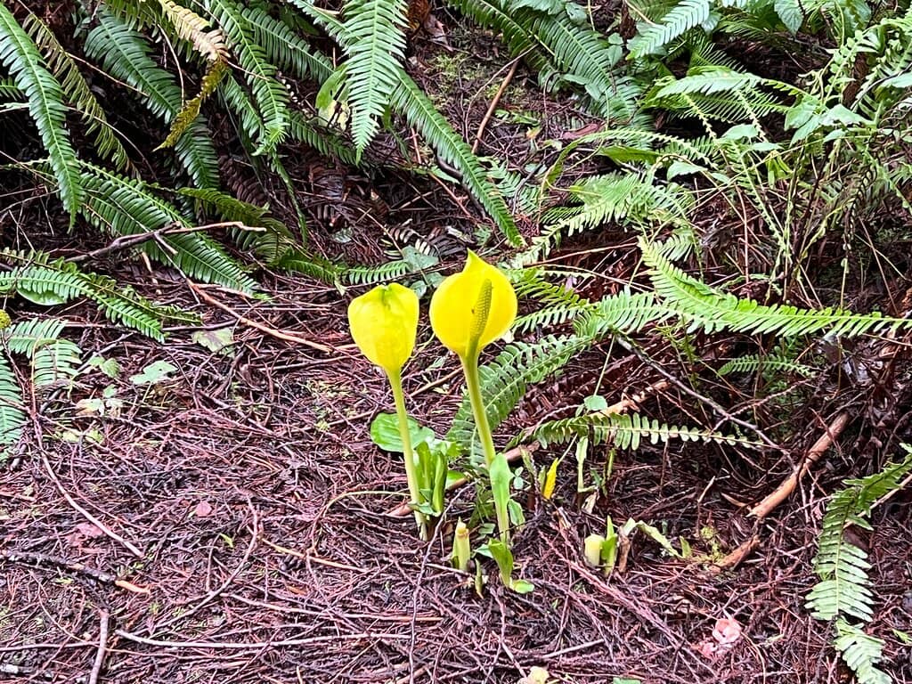 Picnic and Restroom Facilities