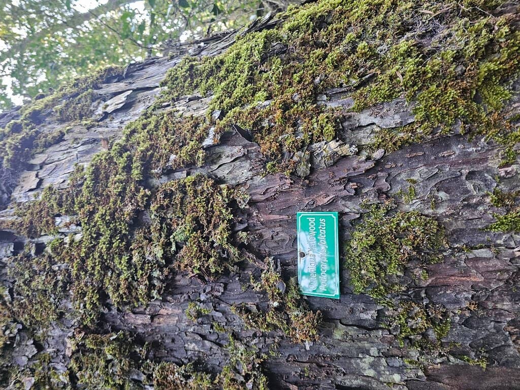 Fungi and Wildlife Spotting