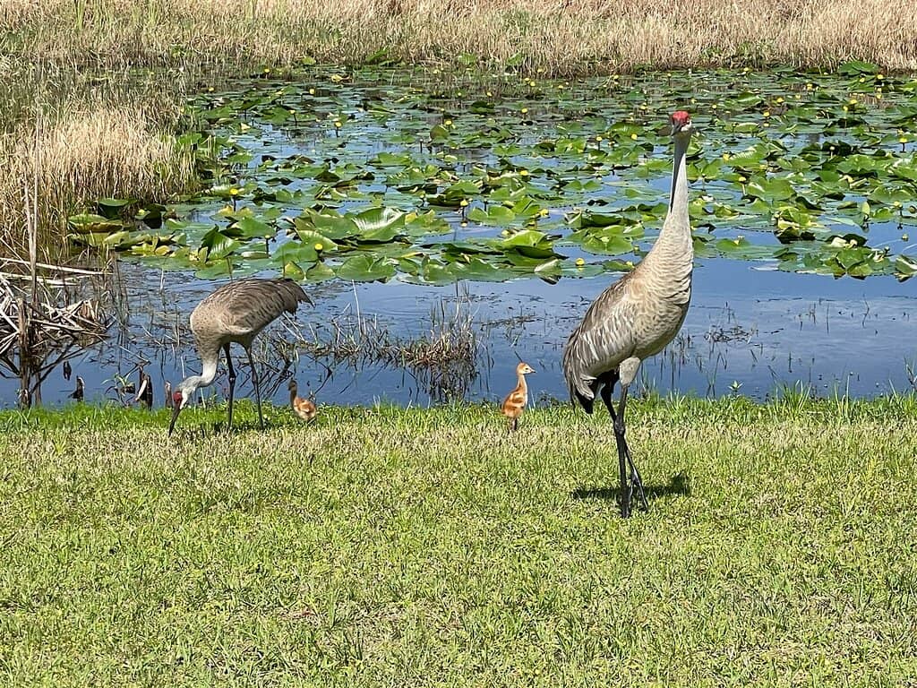 Splash Pad & Playground