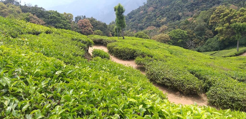 Scenic Mountain Views