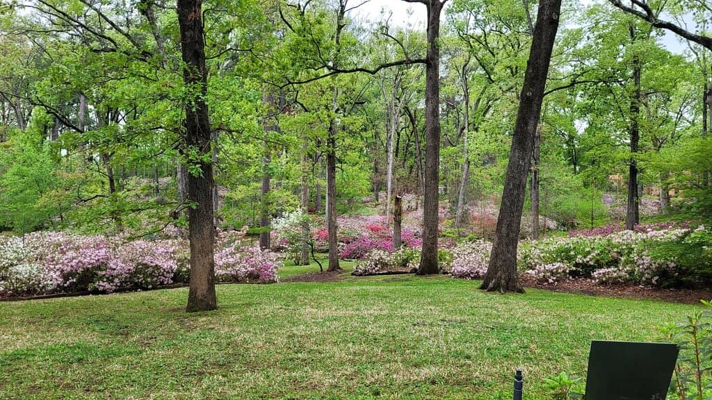 Local Artist Showcases