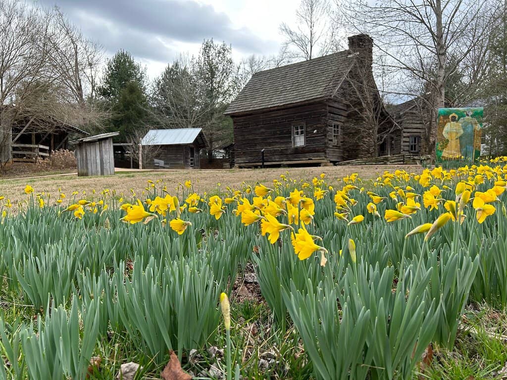 Vintage Car Collection