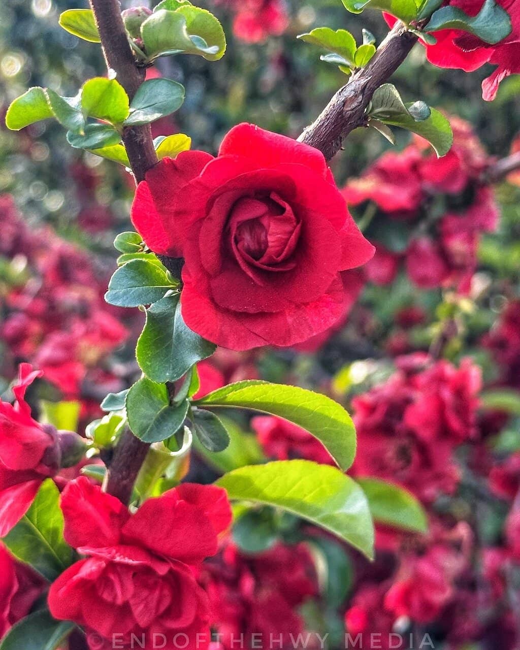 Artistic Touches