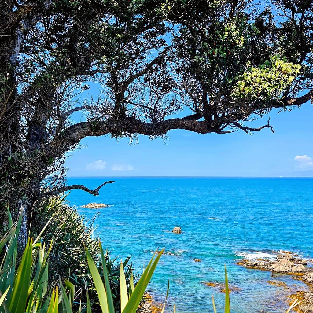 Tawharanui Beach