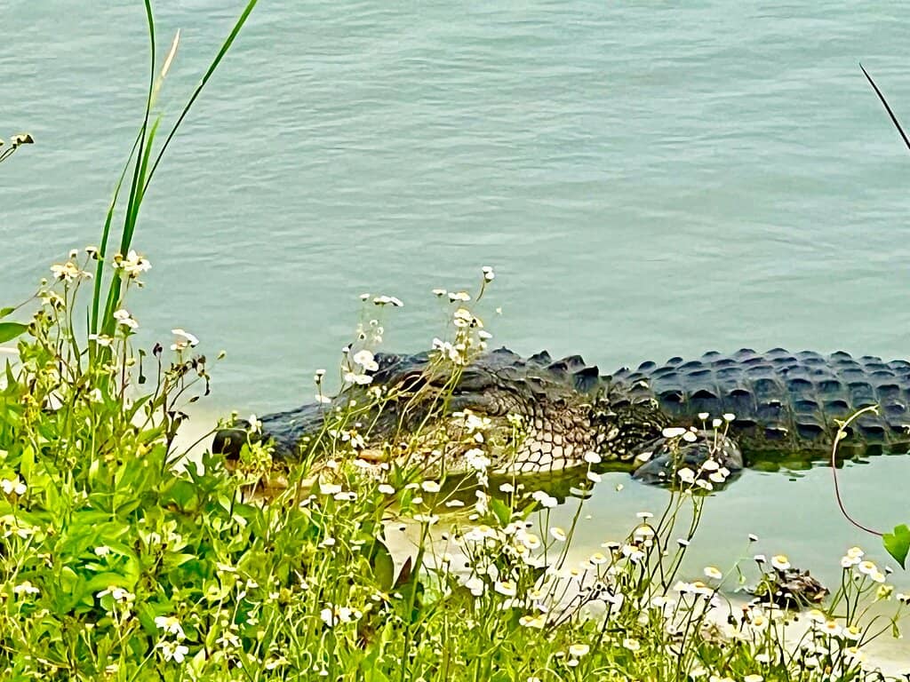 Diverse Birdlife Spectacle