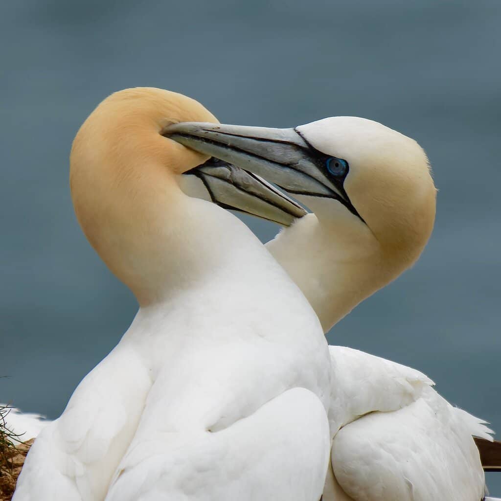 Puffin Paradise