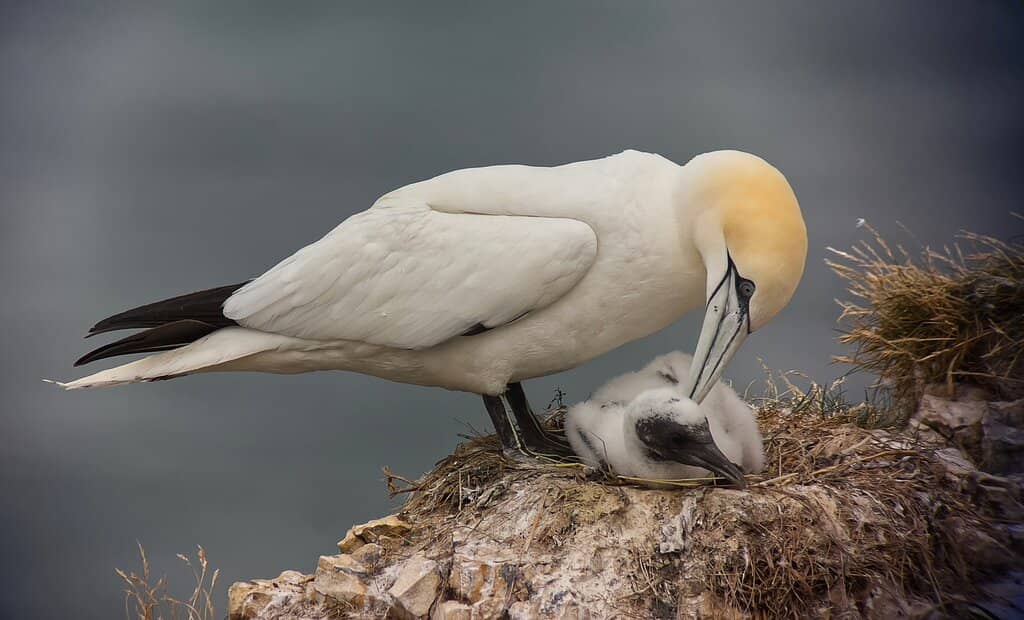 Gannet Spectacle