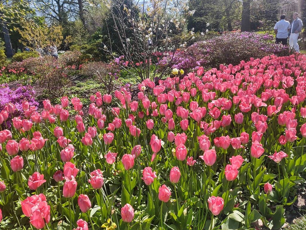 Tulip Extravaganza