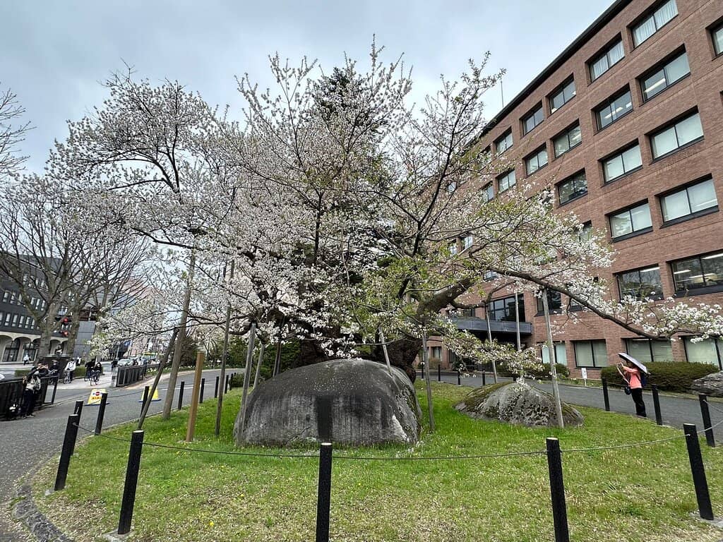 Full Bloom Spectacle