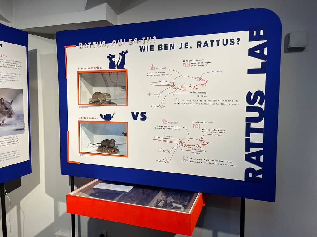 'Rattus' Exhibit