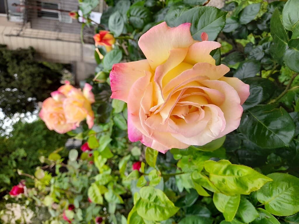 Historic Greenhouses