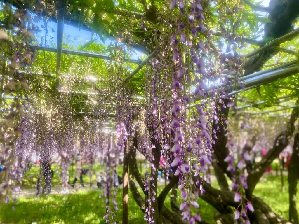 Cherry Blossom Spectacle