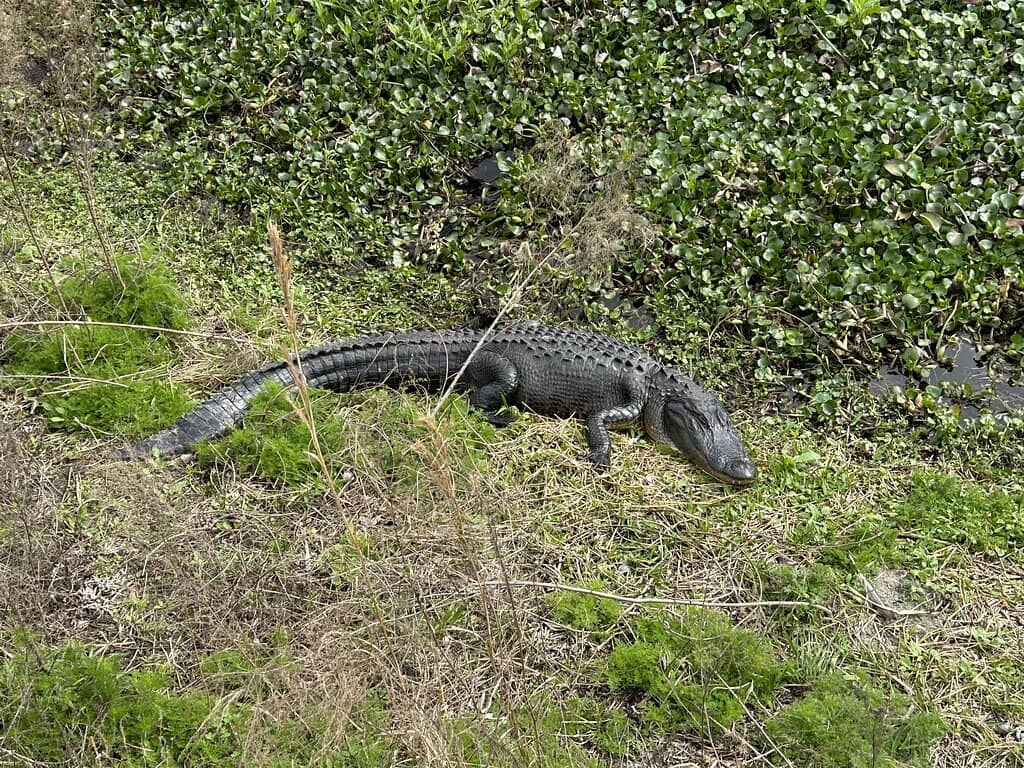 Florida Cracker Horses