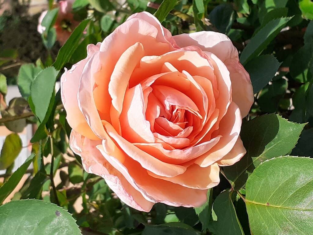 Historic Greenhouses