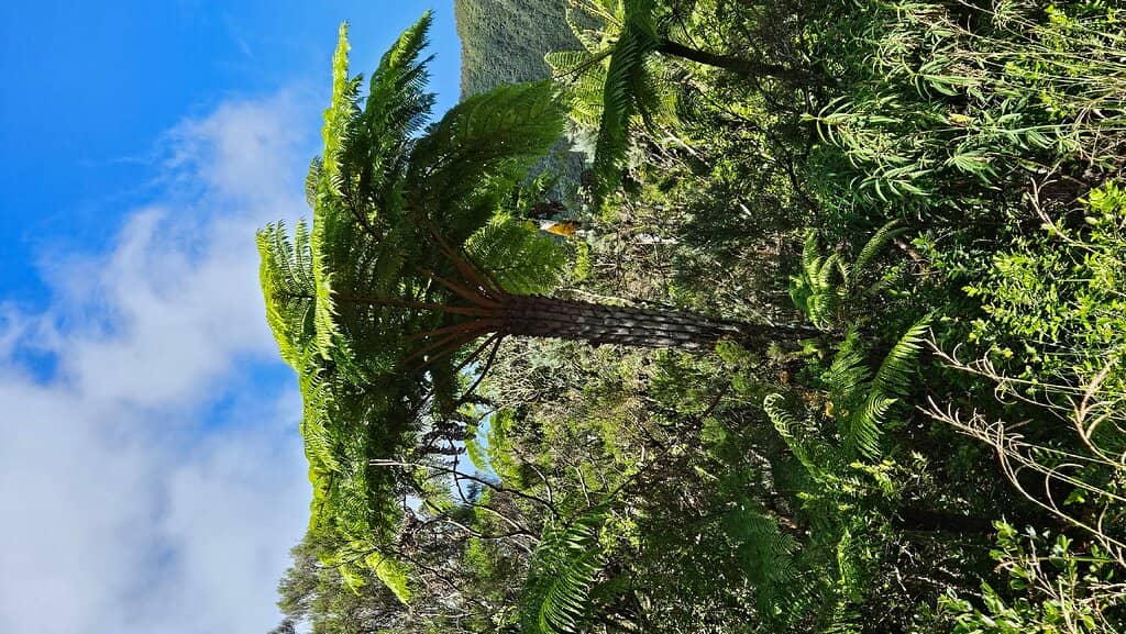 Tamarind and Cedar Forests