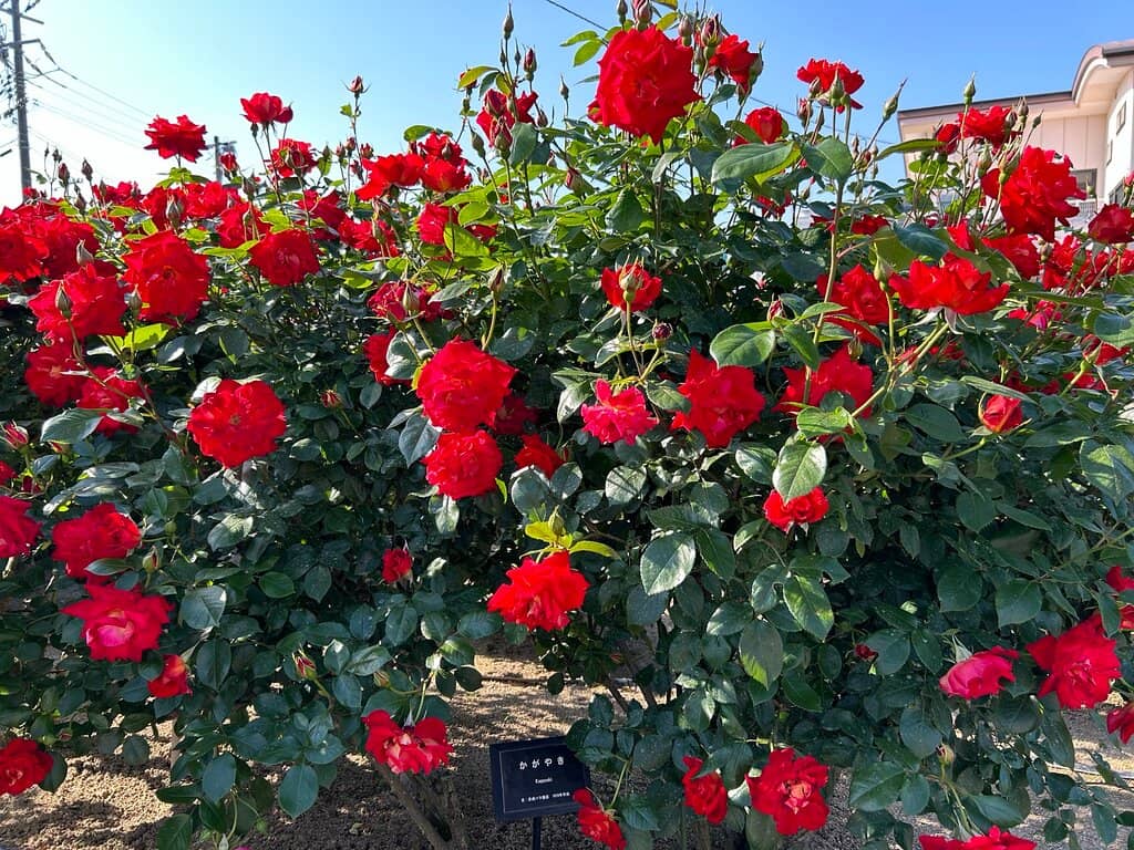 Shimanami Kaido Stopover