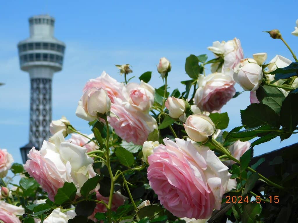 Winter Illuminations