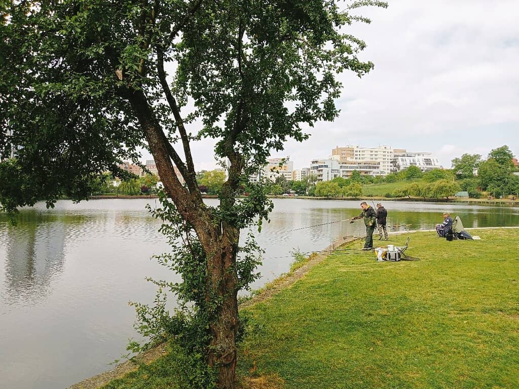 Willow Tree Lined Trails