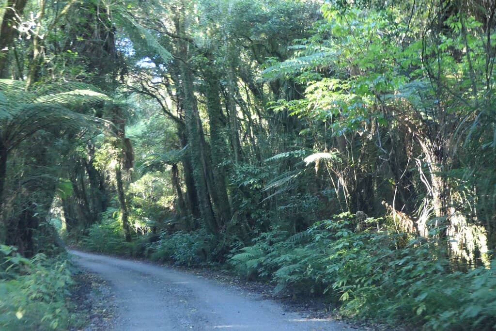 Treetop Walkway Views