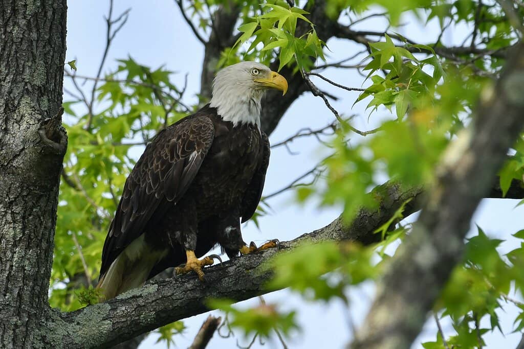 Turtle Pond Observation Deck